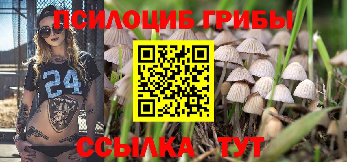 Псилоцибиновые грибы мицелий Сокол